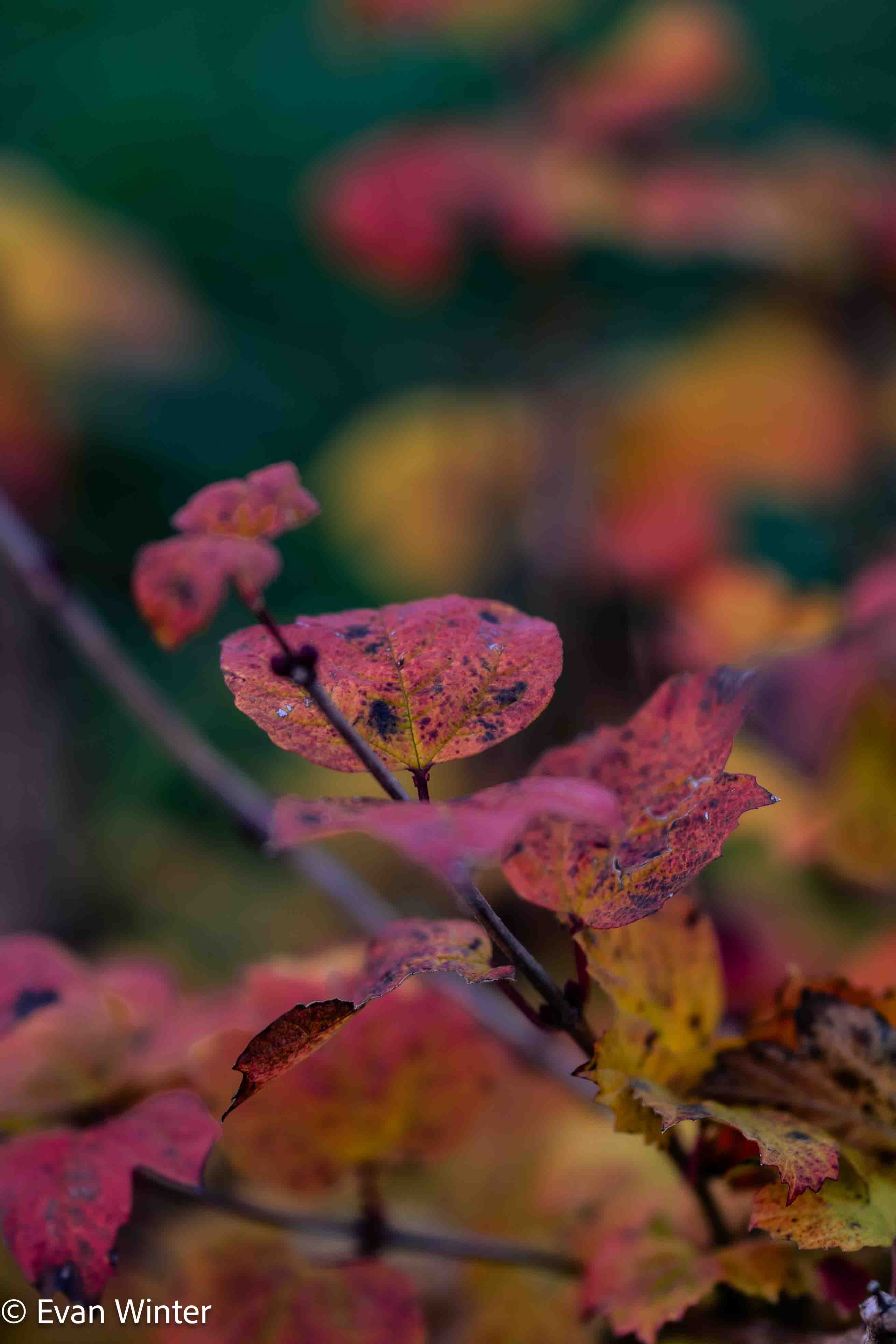 Herbstblätter im Wald